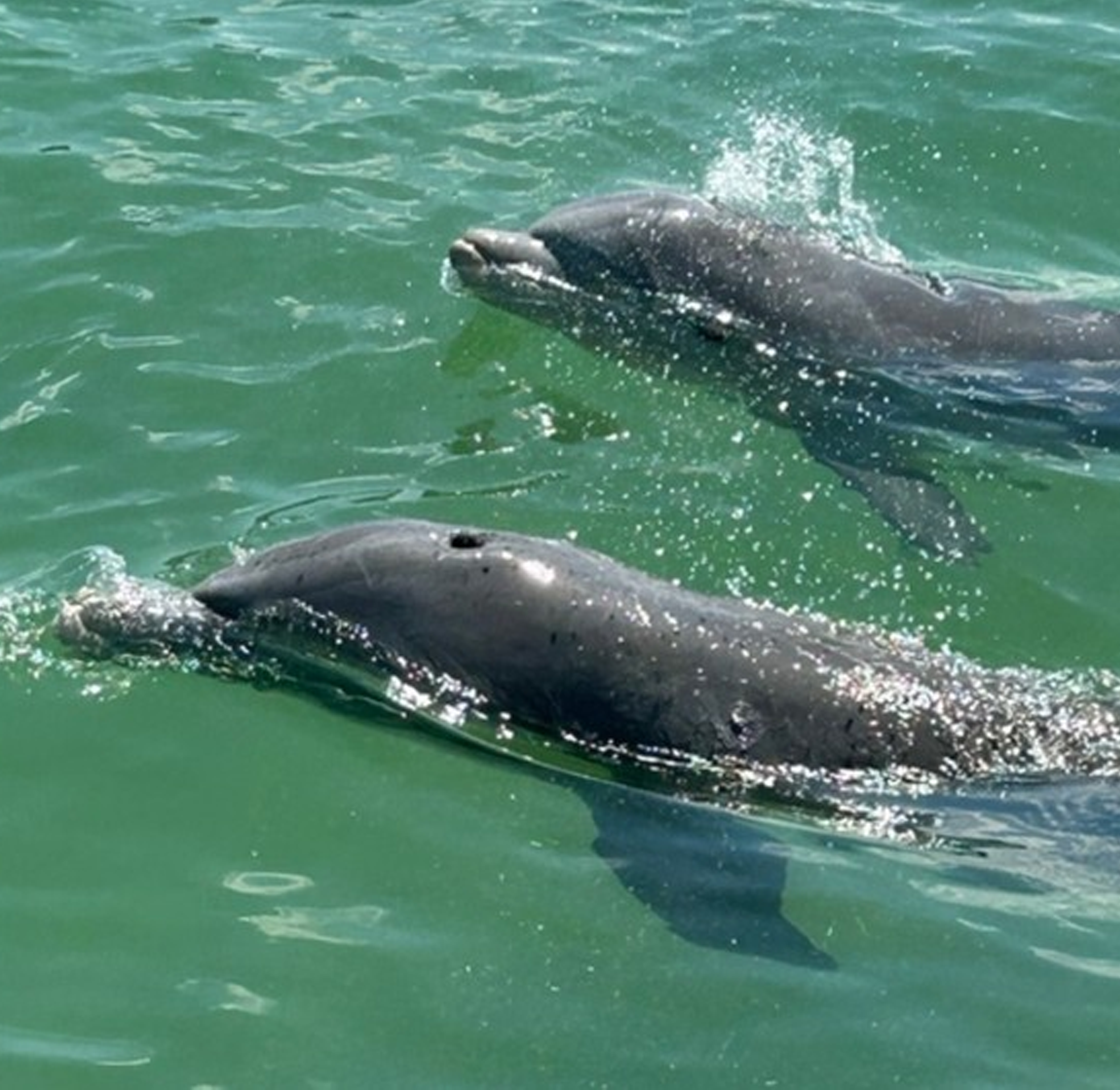 dolphin tour naples