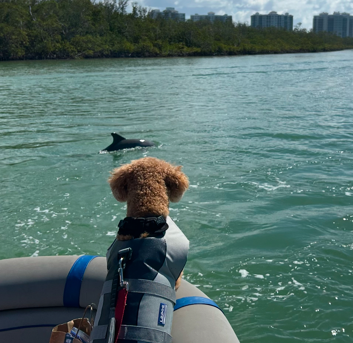 dog and dolphin