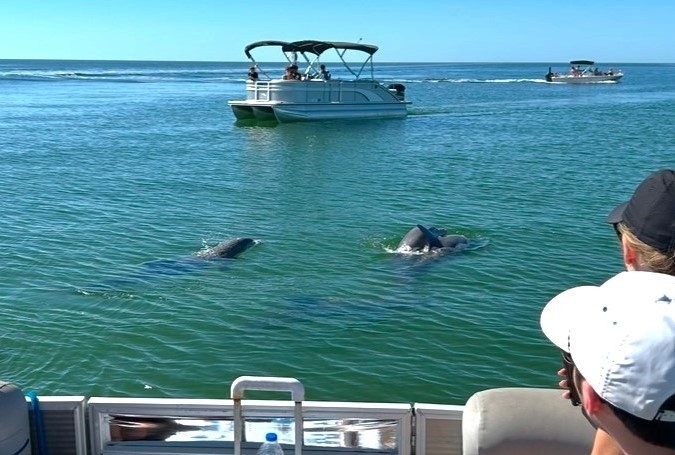 dolphins view from boat