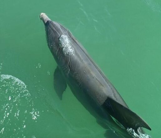 print dolphin